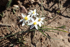 Pauridia serrata albiflora