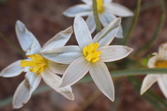 Pauridia serrata albiflora