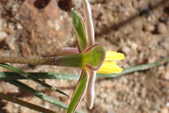 Pauridia serrata albiflora