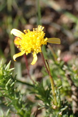 Euryops rosulatus