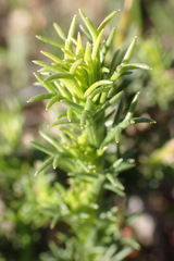 Euryops rosulatus