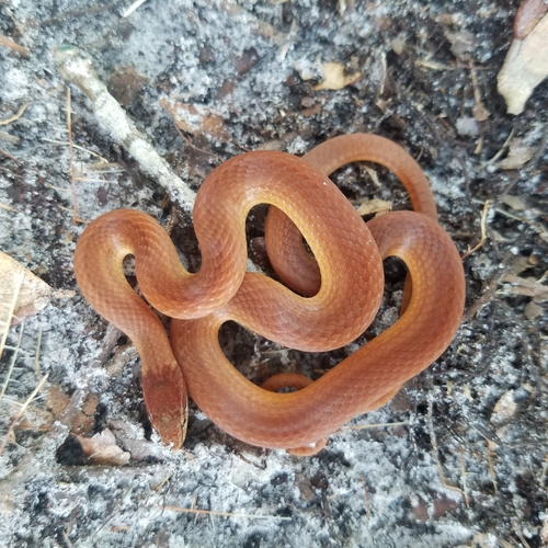 Photo of a Pine Woods Snake (Rhadinaea flavilata)