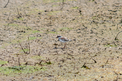 Elseyornis melanops