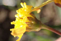 Euryops rosulatus