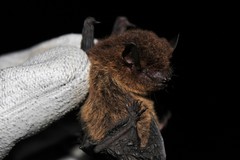 Eptesicus furinalis