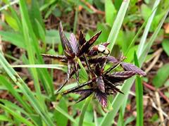 Cyperus neocooperi