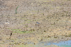 Elseyornis melanops