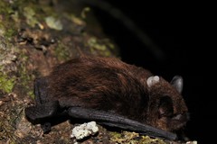Eptesicus furinalis