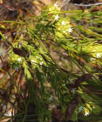 Thesium capitatum
