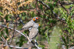 Taeniopygia guttata