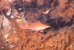Oxycirrhites typus