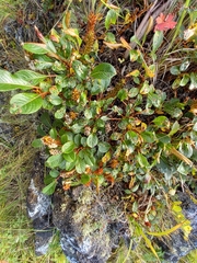 Salix sphenophylla