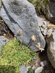 Saponaria caespitosa