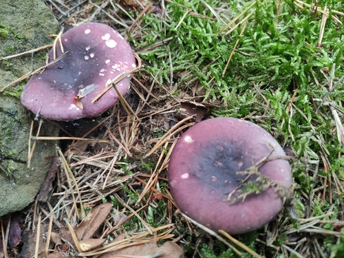 Purple Brittlegill