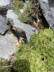 Saponaria caespitosa