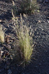 Fingerhuthia africana