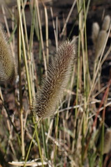 Fingerhuthia africana