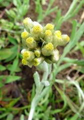 Helichrysum luteoalbum image