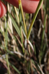 Fingerhuthia africana