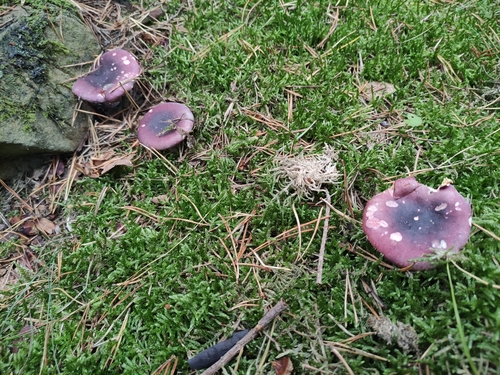 Purple Brittlegill