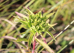 Rhopalomyia capitata