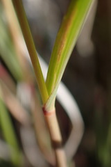 Fingerhuthia africana