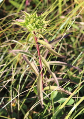 Rhopalomyia capitata