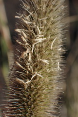 Fingerhuthia africana