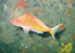 Cyprinocirrhites polyactis