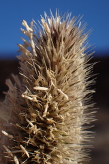 Fingerhuthia africana