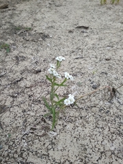 Achillea alpina camtschatica