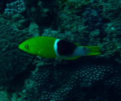 Bodianus atrolumbus