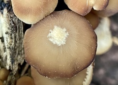 Psathyrella fuscifolia