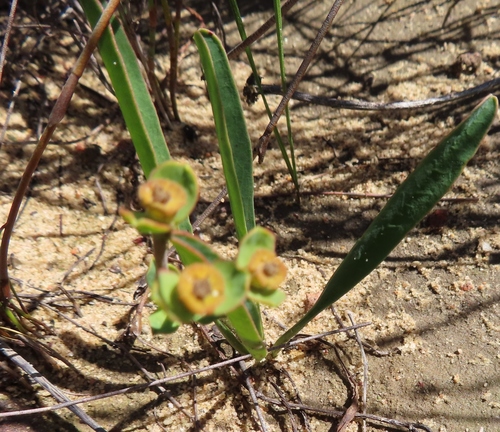 Image of Euphorbia silenifolia by (c) linkie, some rights reserved (CC BY)