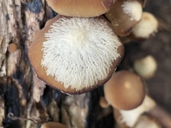 Psathyrella fuscifolia