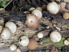 Psathyrella fuscifolia