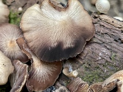 Psathyrella fuscifolia