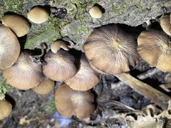 Psathyrella fuscifolia