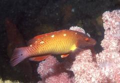 Bodianus diana