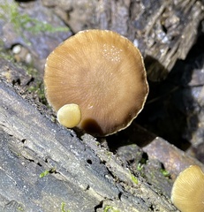 Psathyrella fuscifolia