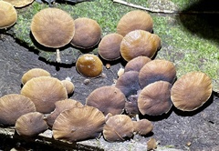 Psathyrella fuscifolia