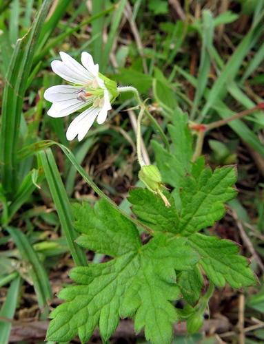 Geranium wakkerstroomianum image