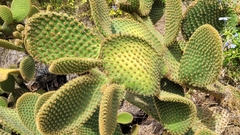 Opuntia microdasys