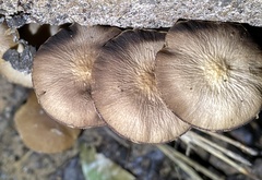 Psathyrella fuscifolia