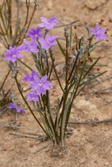 Dampiera angulata