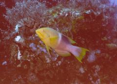 Bodianus atrolumbus