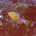Palebar Hogfish - Photo (c) tony rebelo, some rights reserved (CC BY-NC), uploaded by tony rebelo