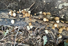Psathyrella fuscifolia