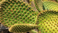 Opuntia microdasys