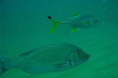 Caranx heberi